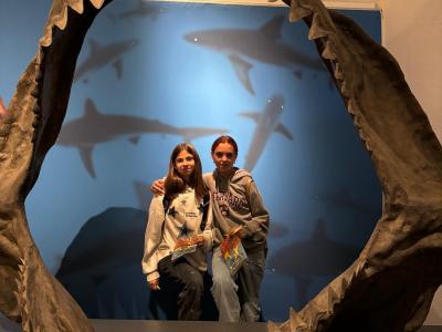 Im Maul Des Megalodon