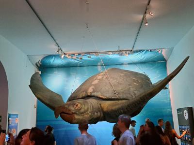 Unterwasserschildkrote