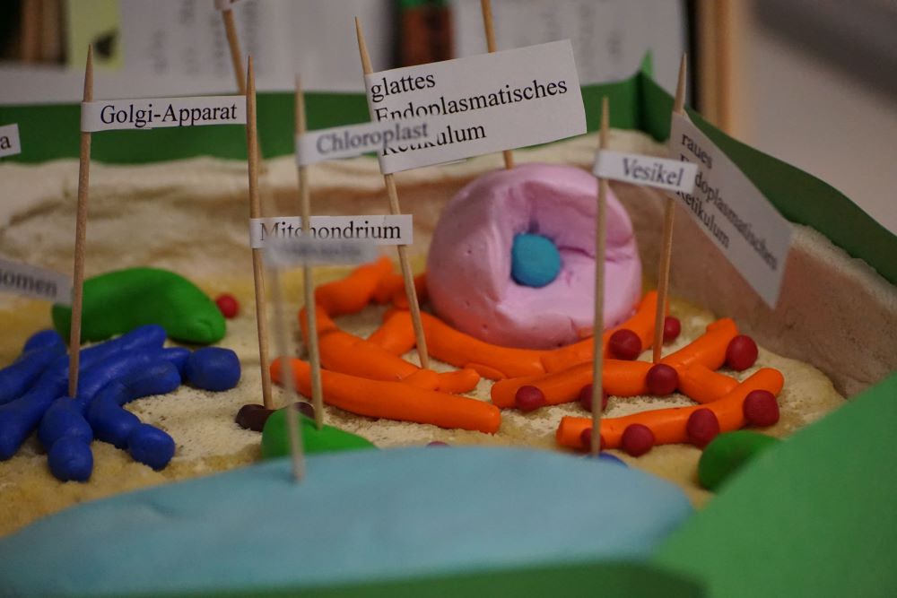 wunder-welt-zelle-faszinierende-zellmodelle-im-rampenlicht